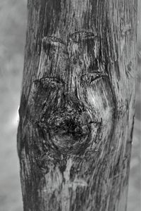 Gesicht im Holz22