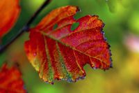 Farben des Herbstes 45x30